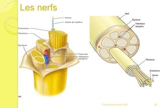 Les nerfs
96Franck Rencurel 2020
 