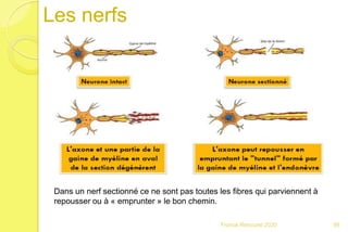 Les nerfs
98Franck Rencurel 2020
Dans un nerf sectionné ce ne sont pas toutes les fibres qui parviennent à
repousser ou à « emprunter » le bon chemin.
 