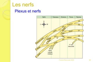 Les nerfs
Plexus et nerfs
99Franck Rencurel 2020
 