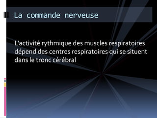 La commande nerveuse 
L’activité rythmique des muscles respiratoires 
dépend des centres respiratoires qui se situent 
dans le tronc cérébral 
 