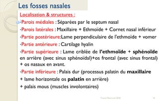 10Franck Rencurel 2020
Les fosses nasales
Localisation & structures :
•Parois médiales : Séparées par le septum nasal
•Parois latérales : Maxillaire + Ethmoïde + Cornet nasal inférieur
•Partie postérieure:Lame perpendiculaire de l'ethmoïde + vomer
•Partie antérieure : Cartilage hyalin
•Partie supérieure : Lame criblée de l’ethmoïde + sphénoïde
en arrière (avec sinus sphénoïdal)+os frontal (avec sinus frontal)
+ os nasaux en avant.
•Partie inférieure : Palais dur (processus palatin du maxillaire
+ lame horizontale os palatin en arrière)
+ palais mous (muscles involontaires)
 