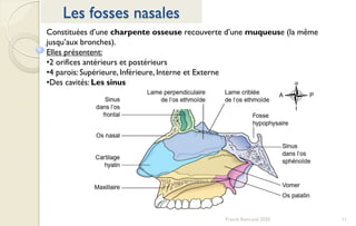 11Franck Rencurel 2020
Les fosses nasales
Constituées d’une charpente osseuse recouverte d’une muqueuse (la même
jusqu’aux bronches).
Elles présentent:
•2 orifices antérieurs et postérieurs
•4 parois: Supérieure, Inférieure, Interne et Externe
•Des cavités: Les sinus
 