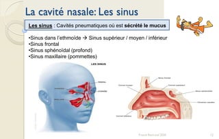 12Franck Rencurel 2020
La cavité nasale: Les sinus
Les sinus : Cavités pneumatiques où est sécrété le mucus
•Sinus dans l’ethmoïde  Sinus supérieur / moyen / inférieur
•Sinus frontal
•Sinus sphénoïdal (profond)
•Sinus maxillaire (pommettes)
 
