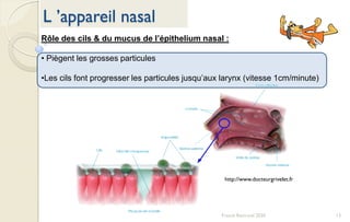 13Franck Rencurel 2020
L ’appareil nasal
Rôle des cils & du mucus de l’épithelium nasal :
• Piègent les grosses particules
•Les cils font progresser les particules jusqu’aux larynx (vitesse 1cm/minute)
http://www.docteurgrivelet.fr
 