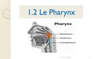 1.2 Le Pharynx
Franck Rencurel 2020 17
 
