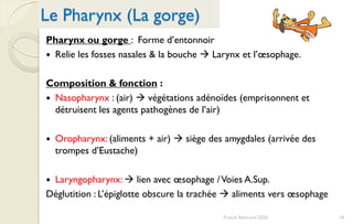 Le Pharynx (La gorge)
Franck Rencurel 2020 18
Pharynx ou gorge : Forme d’entonnoir
 Relie les fosses nasales & la bouche  Larynx et l’œsophage.
Composition & fonction :
 Nasopharynx : (air)  végétations adénoïdes (emprisonnent et
détruisent les agents pathogènes de l’air)
 Oropharynx: (aliments + air)  siège des amygdales (arrivée des
trompes d’Eustache)
 Laryngopharynx:  lien avec œsophage /Voies A.Sup.
Déglutition : L’épiglotte obscure la trachée  aliments vers œsophage
 