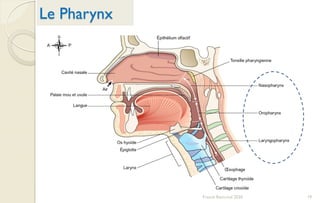 Le Pharynx
Franck Rencurel 2020 19
 