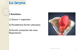 21Franck Rencurel 2020
Le larynx
3 fonctions:
1) Ouvert = respiration
2) Partiellement fermé= phonation
3) Fermé= protection des voies
Respiratoires.
 