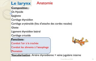 22Franck Rencurel 2020
Le larynx
Composition :
Os Hyoïde
Epiglotte
Cartilage thyroïdien
Cartilage aryténoïde (lieu d’attache des cordes vocales)
Glotte
Ligament thyroïdien latéral
Cartilage cricoïde
Fonctions :
Conduit l’air à la trachée
Conduit les aliments à l’œsophage
Phonation
Vascularisation :Artère thyroïdienne + veine jugulaire interne
Anatomie
 