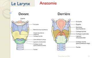 23Franck Rencurel 2020
Le Larynx Anatomie
Devant Derrière
 