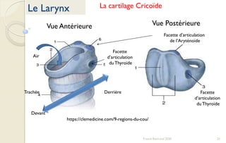 25Franck Rencurel 2020
Le Larynx La cartilage Cricoïde
Vue Postérieure
Facette d’articulation
de l’Aryténoïde
Facette
d’articulation
duThyroïde
Vue Antérieure
Devant
Derrière
Facette
d’articulation
duThyroïde
Trachée
Air
https://clemedicine.com/9-regions-du-cou/
 