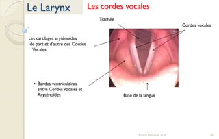 26Franck Rencurel 2020
Le Larynx Les cordes vocales
Cordes vocales
Base de la langue
Trachée
Les cartilages aryténoïdes
de part et d’autre des Cordes
Vocales
• Bandes ventriculaires
entre CordesVocales et
Aryténoïdes
 