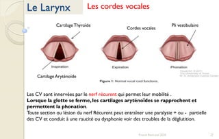 27Franck Rencurel 2020
Le Larynx Les cordes vocales
CartilageThyroïde
Cartilage Aryténoïde
Pli vestibulaire
Cordes vocales
Les CV sont innervées par le nerf récurent qui permet leur mobilité .
Lorsque la glotte se ferme, les cartilages aryténoïdes se rapprochent et
permettent la phonation.
Toute section ou lésion du nerf Récurent peut entraîner une paralysie + ou - partielle
des CV et conduit à une raucité ou dysphonie voir des troubles de la déglutition.
 