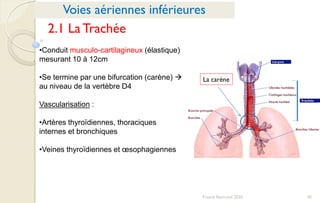 30Franck Rencurel 2020
Voies aériennes inférieures
•Conduit musculo-cartilagineux (élastique)
mesurant 10 à 12cm
•Se termine par une bifurcation (carène) 
au niveau de la vertèbre D4
Vascularisation :
•Artères thyroïdiennes, thoraciques
internes et bronchiques
•Veines thyroïdiennes et œsophagiennes
2.1 La Trachée
La carène
 
