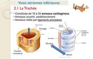31Franck Rencurel 2020
• Constituée de 16 à 20 anneaux cartilagineux
• Anneaux ouverts postérieurement
• Anneaux reliés par ligaments annulaires
Voies aériennes inférieures
2.1 La Trachée
Couches
musculaires
Cartilage
Devant
Derrière
 