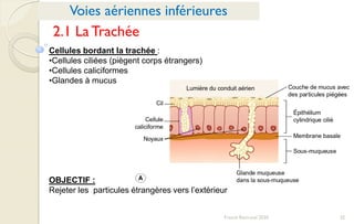 32Franck Rencurel 2020
Cellules bordant la trachée :
•Cellules ciliées (piègent corps étrangers)
•Cellules caliciformes
•Glandes à mucus
OBJECTIF :
Rejeter les particules étrangères vers l’extérieur
Voies aériennes inférieures
2.1 La Trachée
 