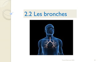 34Franck Rencurel 2020
2.2 Les bronches
 