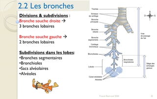 35Franck Rencurel 2020
Divisions & subdivisions :
Bronche souche droite 
3 bronches lobaires
Bronche souche gauche 
2 bronches lobaires
Subdivisions dans les lobes:
•Bronches segmentaires
•Bronchioles
•Sacs alvéolaires
•Alvéoles
2.2 Les bronches
 
