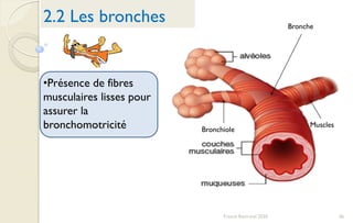 36Franck Rencurel 2020
2.2 Les bronches
•Présence de fibres
musculaires lisses pour
assurer la
bronchomotricité
Bronche
Bronchiole
Muscles
 