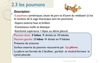 37Franck Rencurel 2020
2.3 les poumons
Description :
•2 poumons symétriques, situés de part et d’autre du médiastin (c’est
le contenu de la cage thoracique sans les poumons)
•Aspect externe lisse et brillant
•Consistance molle et élastique
•Extrémité supérieure = Apex ou dôme pleural
Poumon droit : 3 lobes  divisés en 10 lobules
Poumon gauche : 2 lobes  divisés en 9 lobules
Présence de scissures
Surface externe du poumon recouverte par La plèvre
La plèvre est formée de 2 feuillets , pariétal et viscéral formant la
cavité pleurale
 