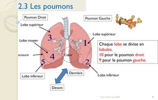 38Franck Rencurel 2020
2.3 Les poumons
Lobe supérieur
Lobe moyen
Lobe inférieur
Lobe supérieur
Lobe inférieur
Chaque lobe se divise en
lobules.
10 pour le poumon droit
9 pour le poumon gauche.
Poumon GauchePoumon Droit
Devant
Derrière
Cœurscissure
 