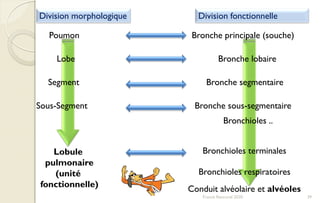 Division morphologique
Poumon
Lobe
Segment
Sous-Segment
Lobule
pulmonaire
(unité
fonctionnelle)
Bronche principale (souche)
Bronche lobaire
Bronche segmentaire
Bronche sous-segmentaire
Bronchioles terminales
Bronchioles respiratoires
Conduit alvéolaire et alvéoles
Bronchioles ..
Division fonctionnelle
39Franck Rencurel 2020
 