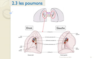 42Franck Rencurel 2020
2.3 les poumons
Droit Gauche
 