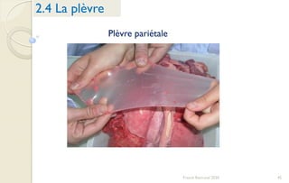 45Franck Rencurel 2020
2.4 La plèvre
Plèvre pariétale
 