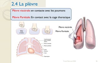 46Franck Rencurel 2020
2.4 La plèvre
Plèvre viscérale: en contacte avec les poumons
Plèvre Pariétale: En contact avec la cage thoracique
Plèvre viscérale
Plèvre Pariétale
 
