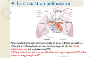 50Franck Rencurel 2020
4- La circulation pulmonaire
Droit
Gauche
Artère pulmonaire part duVD, se divise en deux ( droite et gauche),,
échanges alvéolocapillaires, retour du sang oxygéné par les veines
pulmonaires x4, qui se jettent dansVG.
NB: Seul endroit ou les artères véhiculent du sang chargé en CO2 et les
veines du sang chargé en O2.
 