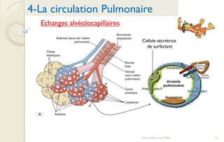 52Franck Rencurel 2020
4-La circulation Pulmonaire
Echanges alvéolocapillaires
02
C02
Cellule sécrétrice
de surfactant
 