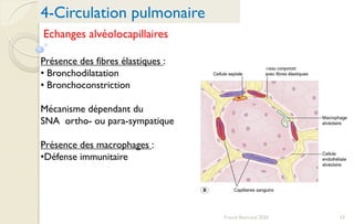 53Franck Rencurel 2020
4-Circulation pulmonaire
Présence des fibres élastiques :
• Bronchodilatation
• Bronchoconstriction
Mécanisme dépendant du
SNA ortho- ou para-sympatique
Présence des macrophages :
•Défense immunitaire
Echanges alvéolocapillaires
 
