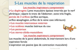 54Franck Rencurel 2020
5-Les muscles de la respiration
Les muscles inspirateurs comprennent:
Le diaphragme: Lame musculaire épaisse innervée par le nerf
phrénique ; sépare le tronc de l'abdomen ; zone très fragile,
percée de 3 orifices (orifice aortique,
orifice œsophagien, orifice de la veine cave inférieure)
Les muscles intercostaux externes
Les scalènes: muscles latéraux du cou
Les pectoraux
Les sterno-cléido-mastoïdiens
Les muscles expirateurs comprennent:
Les muscles de la paroi abdominale, ils interviennent lors d’une
expiration forcée
L’expiration est passive (pas de contraction musculaire)
 