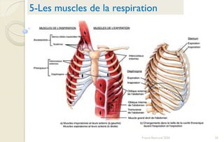 55Franck Rencurel 2020
5-Les muscles de la respiration
 