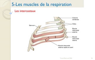 56Franck Rencurel 2020
5-Les muscles de la respiration
Les intercostaux
 
