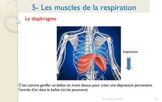 57Franck Rencurel 2020
5- Les muscles de la respiration
Le diaphragme
C’est comme gonfler un ballon en tirant dessus pour créer une dépression permettant
l’entrée d’air dans le ballon (ici les poumons)
Inspiration
 