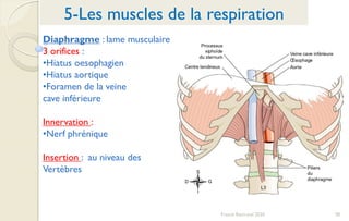 58Franck Rencurel 2020
5-Les muscles de la respiration
Diaphragme : lame musculaire
3 orifices :
•Hiatus oesophagien
•Hiatus aortique
•Foramen de la veine
cave inférieure
Innervation :
•Nerf phrénique
Insertion : au niveau des
Vertèbres
 