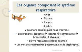6Franck Rencurel 2020
Les organes composant le système
respiratoire
• Nez
• Pharynx
• Larynx
• Trachée
2 poumons dans lesquels nous trouvons:
• Les bronches (souches  lobaires  segmentaires 
bronchioles  alvéoles )
• plèvre recouvrant chaque poumon
+ Les muscles respiratoires (intercostaux et le diaphragme)
 