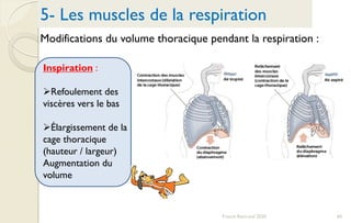 5- Les muscles de la respiration
Modifications du volume thoracique pendant la respiration :
Inspiration :
Refoulement des
viscères vers le bas
Élargissement de la
cage thoracique
(hauteur / largeur)
Augmentation du
volume
60Franck Rencurel 2020
 