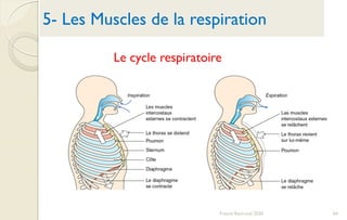 5- Les Muscles de la respiration
Le cycle respiratoire
64Franck Rencurel 2020
 