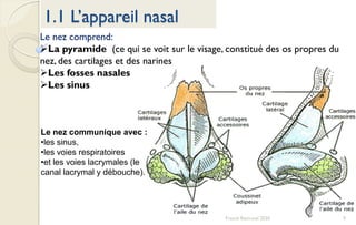 9Franck Rencurel 2020
1.1 L’appareil nasal
Le nez comprend:
La pyramide (ce qui se voit sur le visage, constitué des os propres du
nez, des cartilages et des narines
Les fosses nasales
Les sinus
Le nez communique avec :
•les sinus,
•les voies respiratoires
•et les voies lacrymales (le
canal lacrymal y débouche).
 