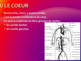  Muscle strie, creux, a quatre cavités,
 C'est la pompe mobilisatrice du sang .
 On peut le subdiviser en deux groupes de cavités :
 les cavités droites
 les cavités gauches.
 