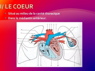  Situé au milieu de la cavité thoracique
 Dans le médiastin antérieur.
 