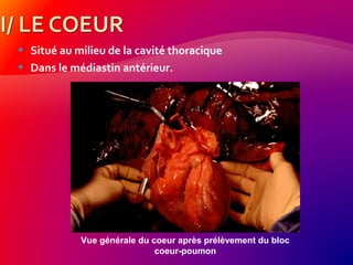  Situé au milieu de la cavité thoracique
 Dans le médiastin antérieur.
Vue générale du coeur après prélèvement du bloc
coeur-poumon
 