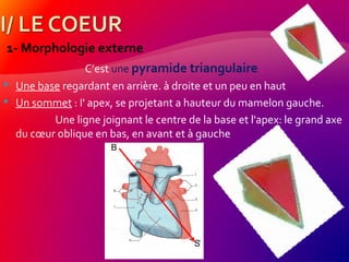 1- Morphologie externe
C’est une pyramide triangulaire
 Une base regardant en arrière. à droite et un peu en haut
 Un sommet : I' apex, se projetant a hauteur du mamelon gauche.
Une ligne joignant le centre de la base et l'apex: le grand axe
du cœur oblique en bas, en avant et à gauche
B
S
 