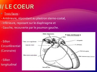  Trois faces :
- Antérieure, répondant au plastron sterno-costal,
- Inférieure, reposant sur le diaphragme et
- Gauche, recouverte par le poumon gauche.
- Sillon
Circonférentiel
(Coronaire)
- Sillon
longitudinal
 