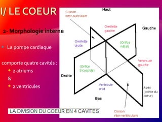 2- Morphologie interne
 La pompe cardiaque
comporte quatre cavités :
 2 atriums
&
 2 ventricules
 