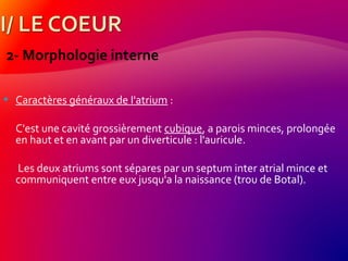 2- Morphologie interne
 Caractères généraux de I'atrium :
C'est une cavité grossièrement cubique, a parois minces, prolongée
en haut et en avant par un diverticule : l'auricule.
Les deux atriums sont sépares par un septum inter atrial mince et
communiquent entre eux jusqu'a la naissance (trou de Botal).
 