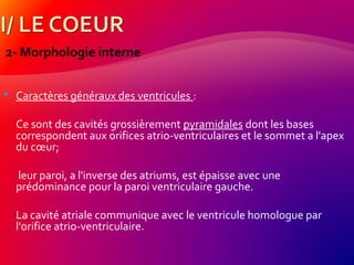 2- Morphologie interne
 Caractères généraux des ventricules :
Ce sont des cavités grossièrement pyramidales dont les bases
correspondent aux orifices atrio-ventriculaires et le sommet a l'apex
du cœur;
leur paroi, a l'inverse des atriums, est épaisse avec une
prédominance pour la paroi ventriculaire gauche.
La cavité atriale communique avec le ventricule homologue par
l'orifice atrio-ventriculaire.
 