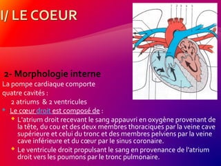 2- Morphologie interne
La pompe cardiaque comporte
quatre cavités :
2 atriums & 2 ventricules
 Le cœur droit est composé de :
 L'atrium droit recevant le sang appauvri en oxygène provenant de
la tête, du cou et des deux membres thoraciques par la veine cave
supérieure et celui du tronc et des membres pelviens par la veine
cave inférieure et du cœur par Ie sinus coronaire.
 Le ventricule droit propulsant le sang en provenance de l'atrium
droit vers les poumons par le tronc pulmonaire.
 